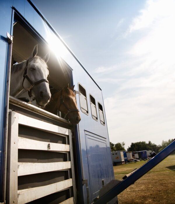 Horses in trailer on field